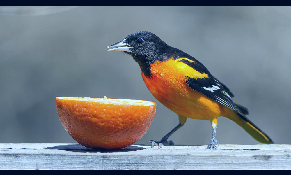 Baltimore Oriole — Madison Audubon