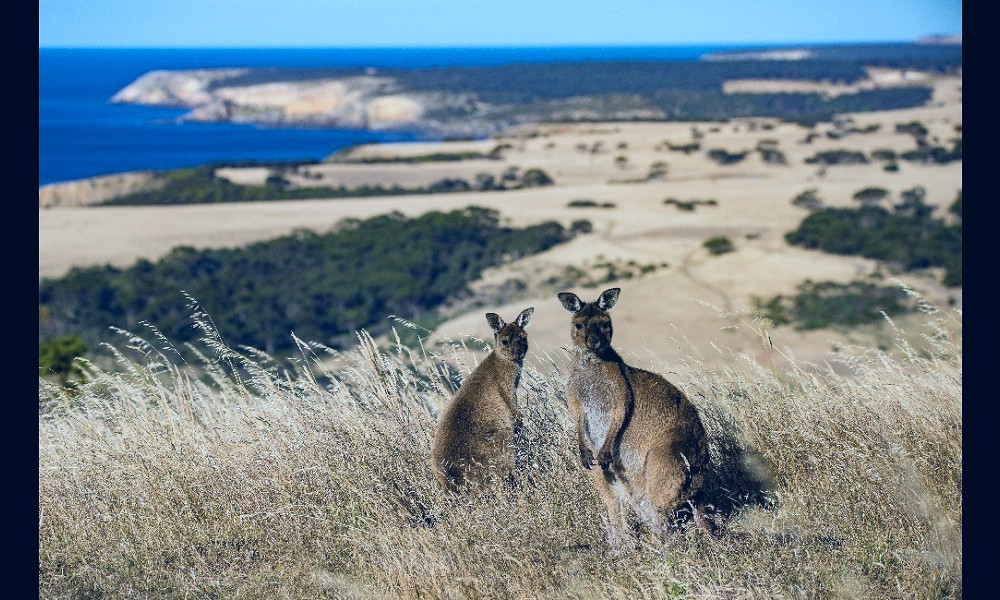 Useful Kangaroo Island Information | Know Before You Go