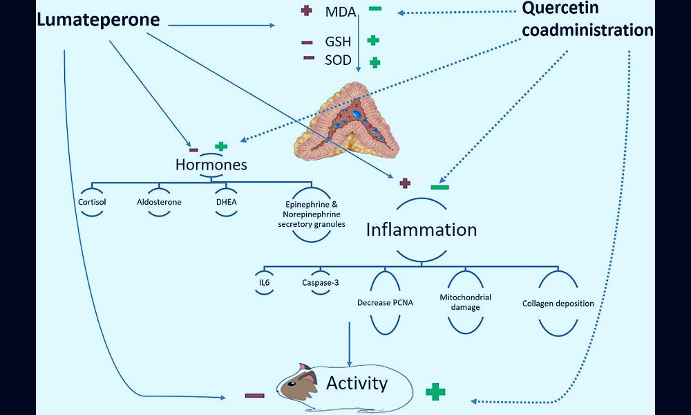Frontiers | Atypical Antipsychotic Lumateperone Effects on the Adrenal  Gland With Possible Beneficial Effect of Quercetin Co-administration