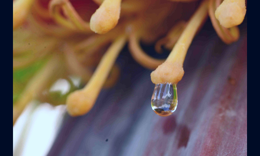 Banana Nectar | From My Backyard