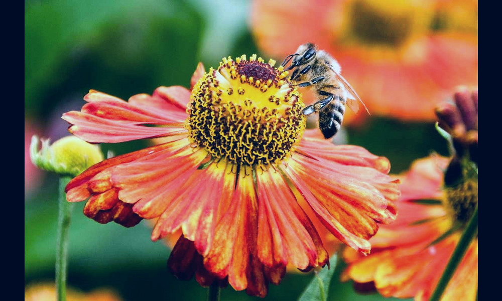 The science of nectar – University of Bristol Botanic Garden