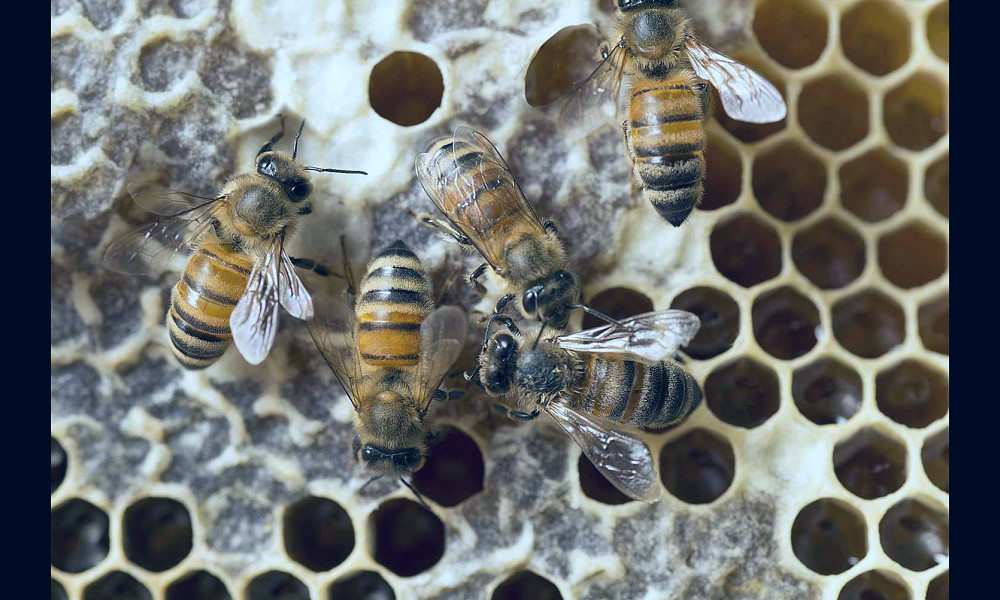 How Honeybees Turn Nectar Into Honey