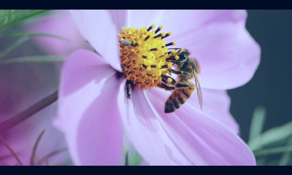 Flowers Can Hear Buzzing Bees—And it Makes Their Nectar Sweeter