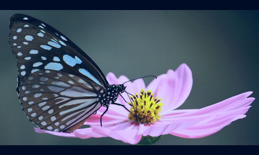 Butterfly Nectar Plants - Learn About Nature