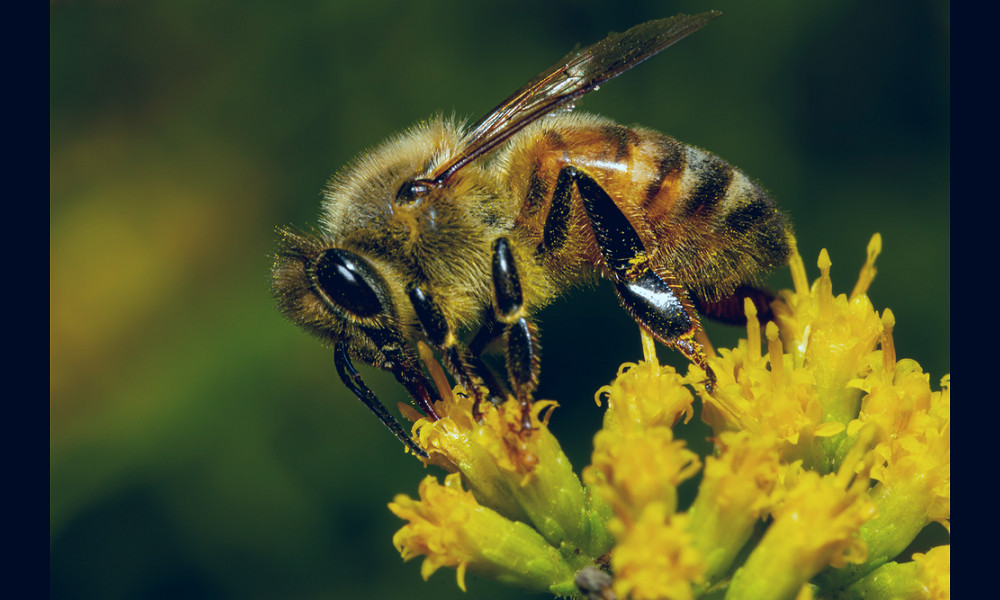 Physics - Honeybee Tongue Hair Linked to Nectar-Collection Efficiency