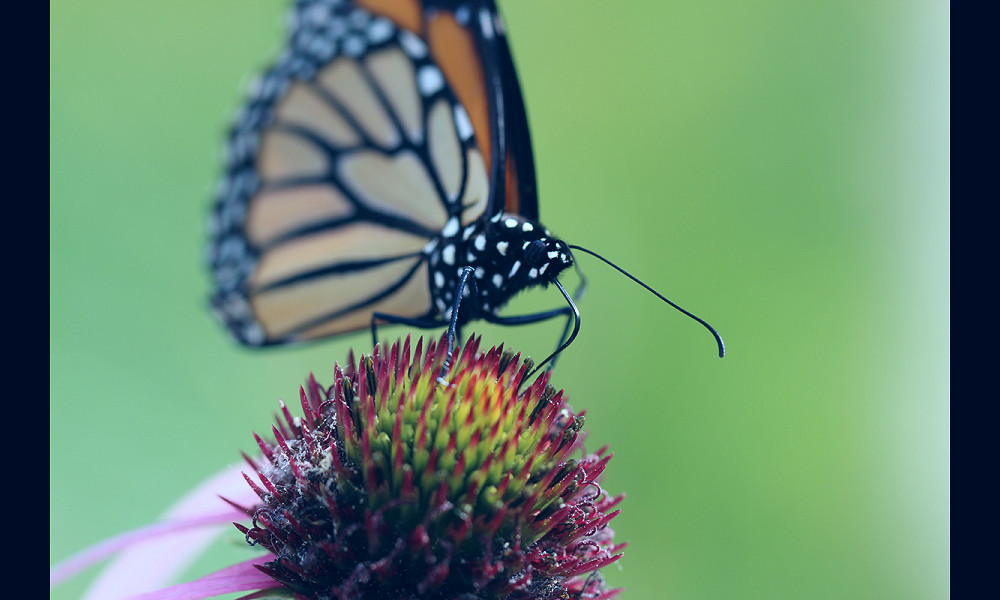 What is a Monarch's Favorite Nectar Plant? Scientists are Seeking Your  Observations | Xerces Society