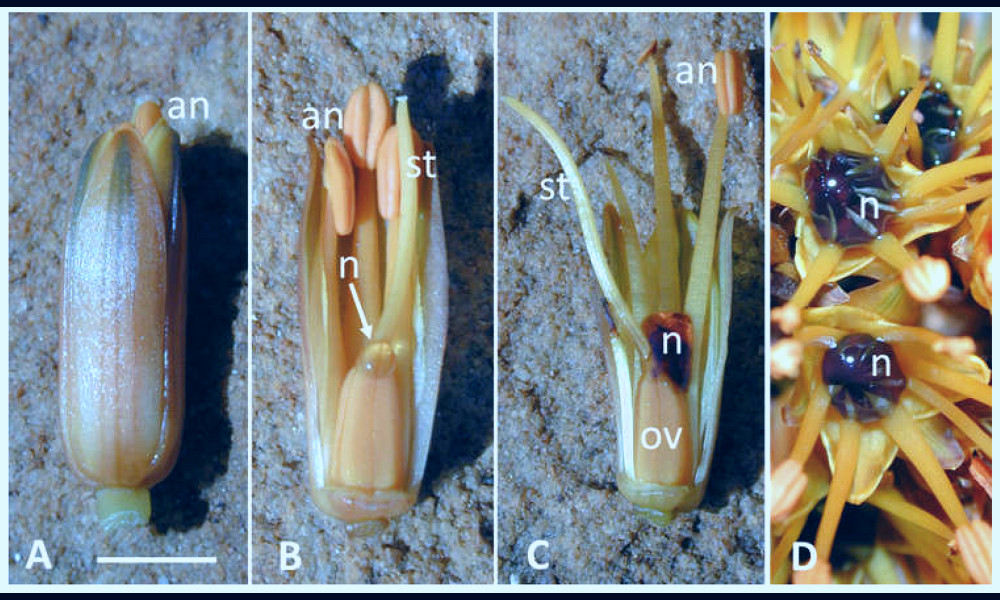 Plants | Free Full-Text | Secondary Metabolites in Nectar-Mediated  Plant-Pollinator Relationships