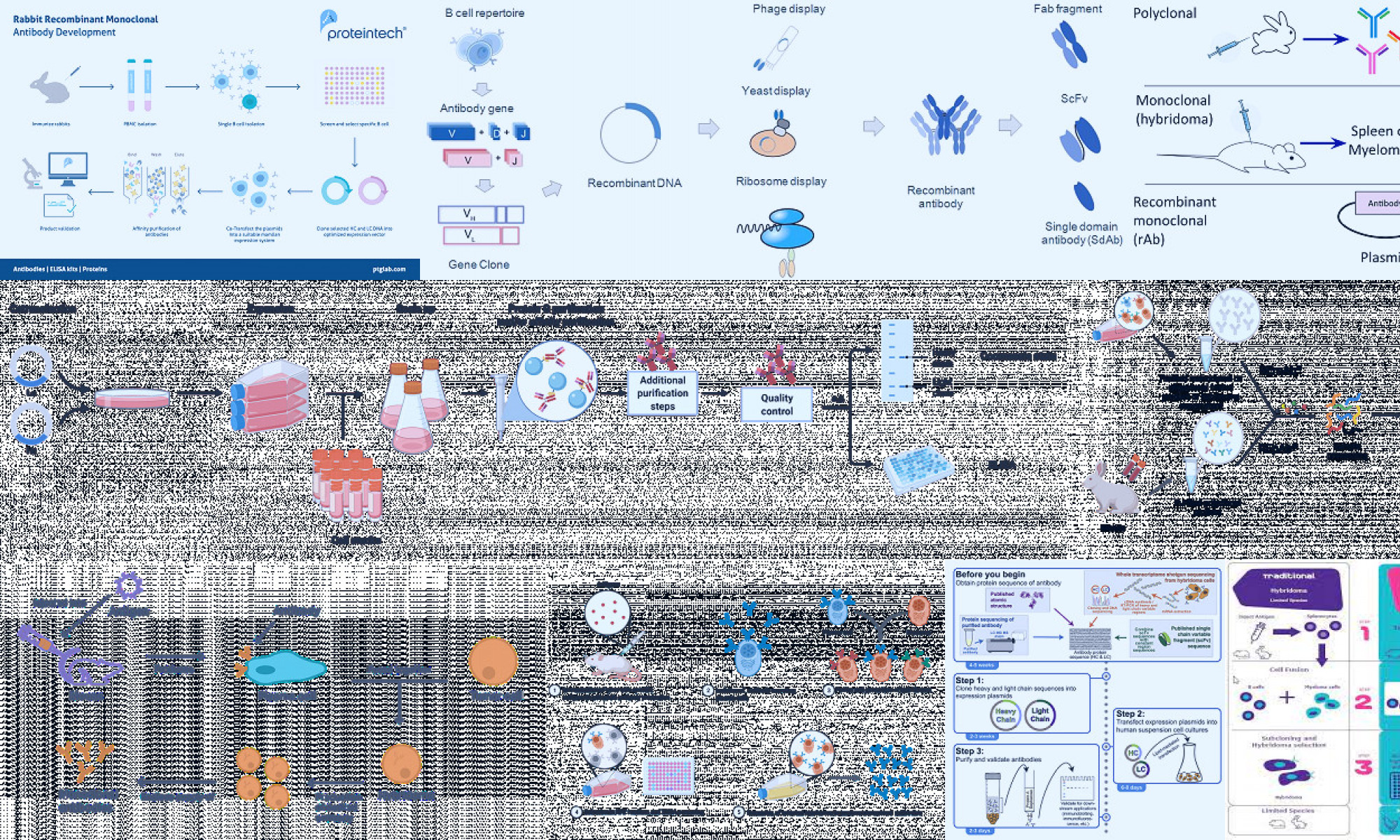 produce recombinant antibodies