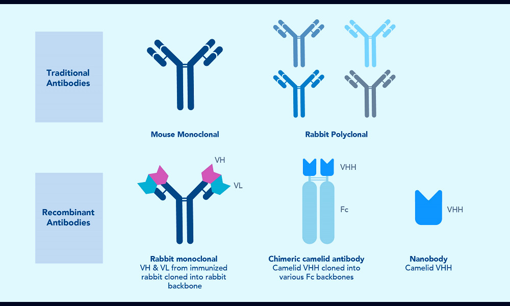 Recombinant Antibodies