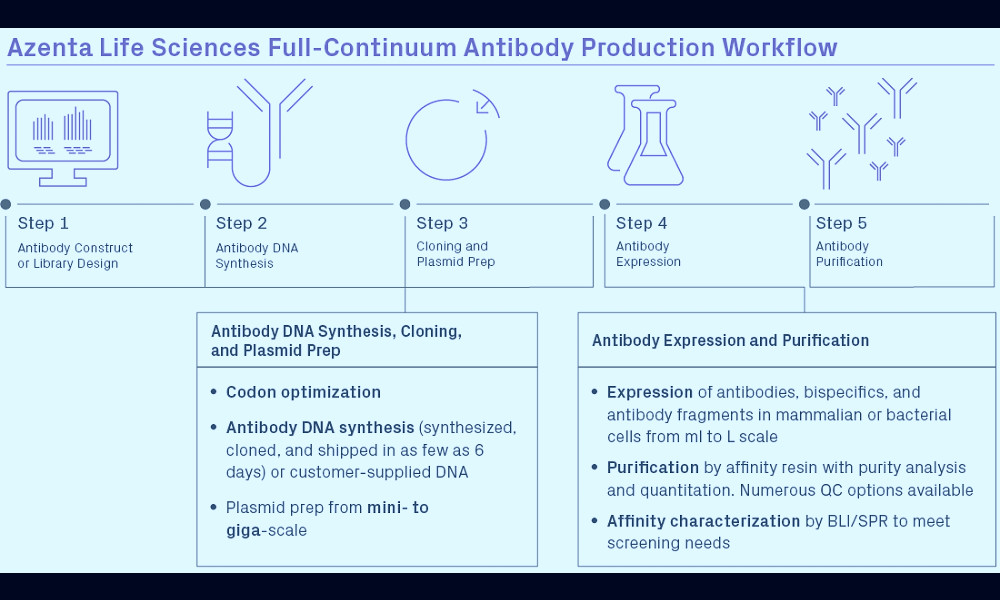 Monoclonal Antibody Production: Hybridoma vs. Recombinant | Azenta Life  Sciences