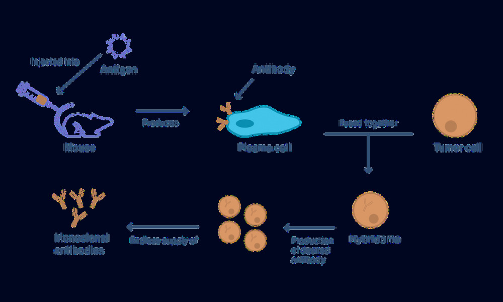 Monoclonal Antibody Production: Hybridoma vs. Recombinant | Azenta Life  Sciences