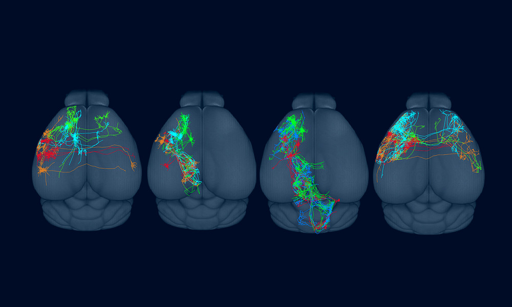 A 'Rosetta Stone' for neuroscience: new atlas helps define brain cell types  | Science | AAAS
