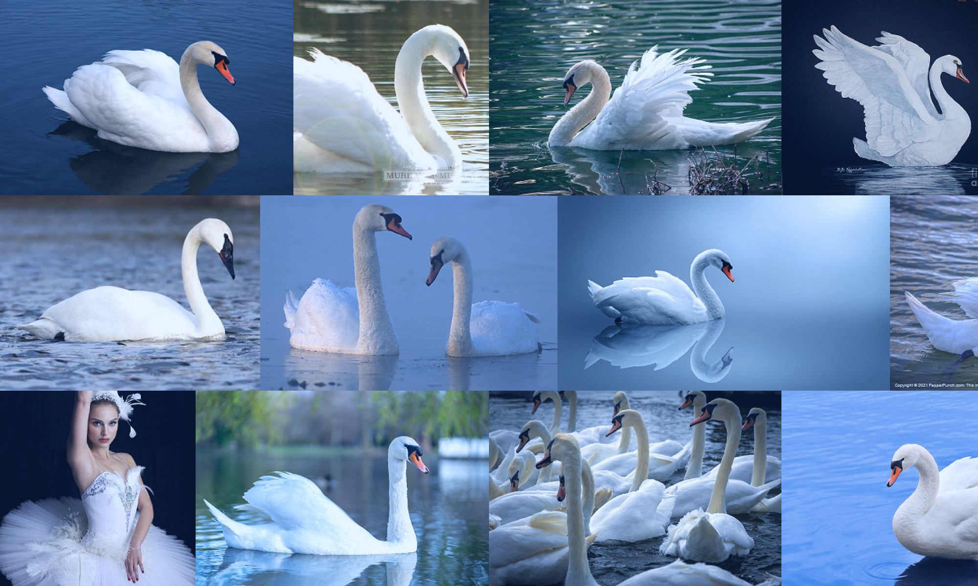 white swan