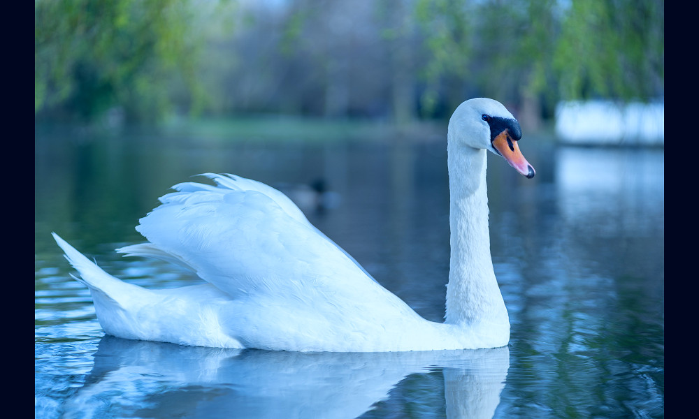 Beautiful White Swan on a Calm Lake · Free Stock Photo