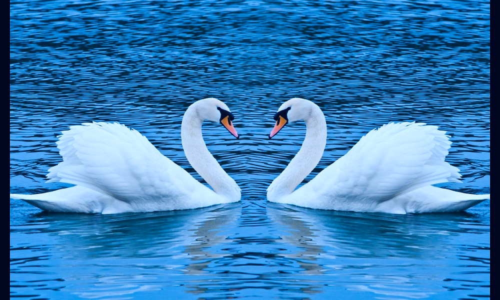 Wallpaper White Swan on Water During Daytime, Background - Download Free  Image