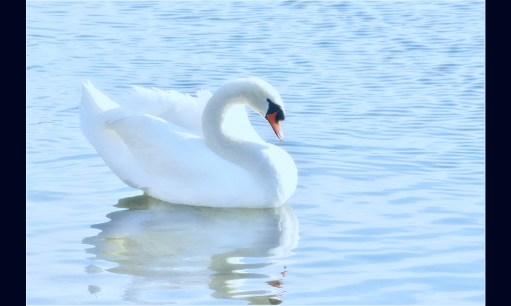 White Swan on body of water during daytime HD wallpaper | Wallpaper Flare
