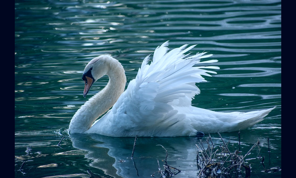 White Swan Pictures | Download Free Images on Unsplash