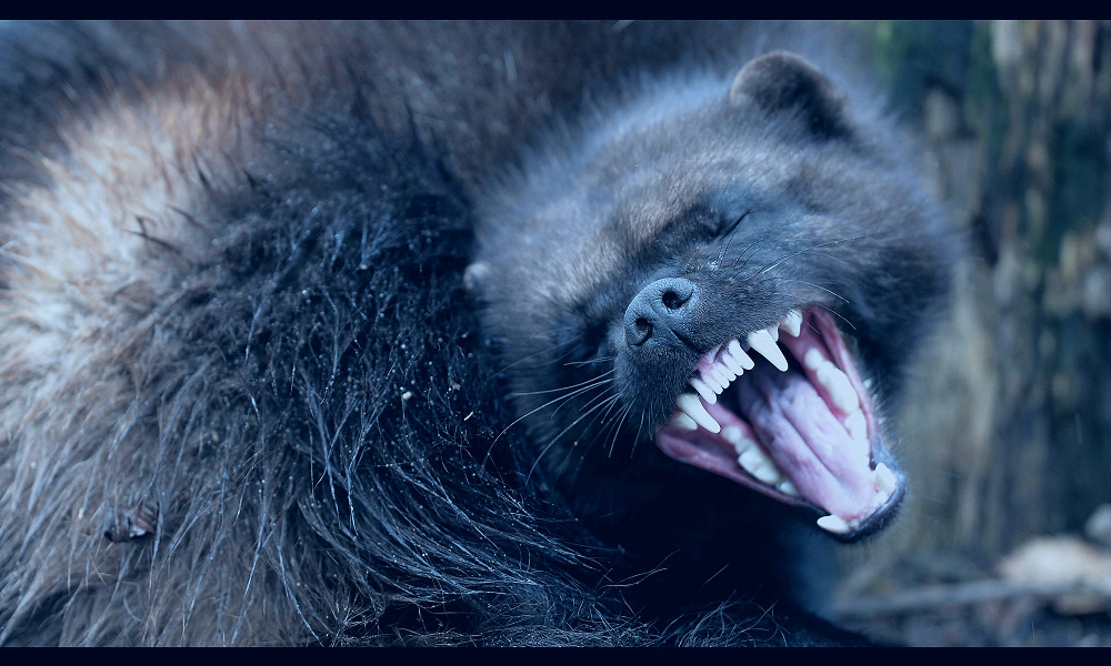 Why wolverines are so rare in the U.S., and what's being done about it
