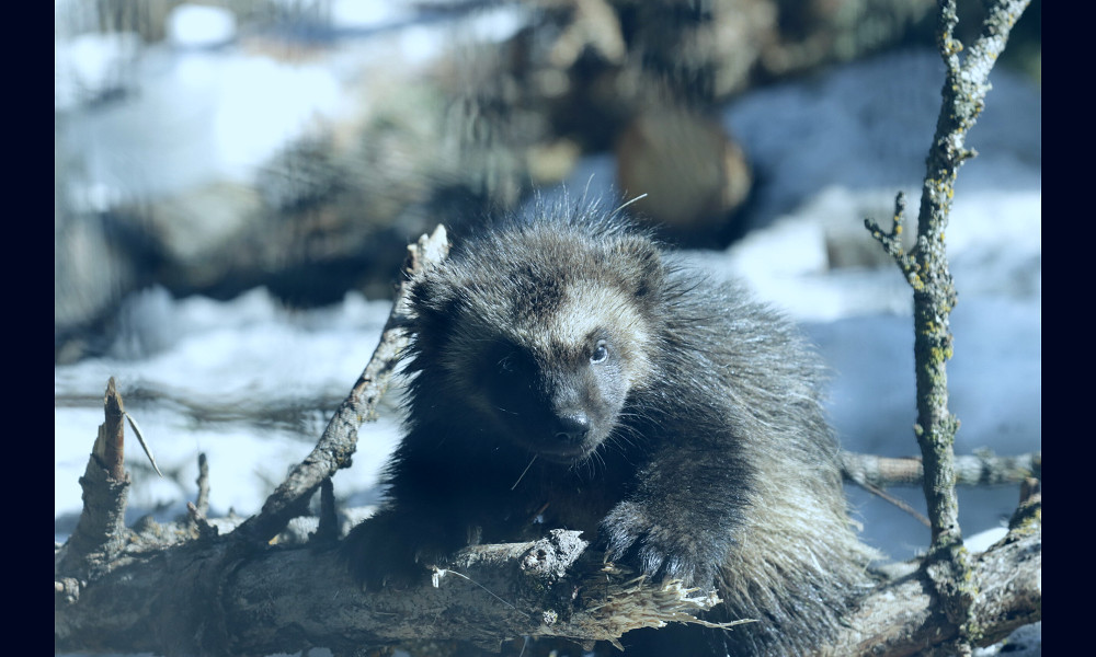 Litter of wolverine kits brings adorable triple threat to Alaska Zoo -  Alaska Public Media