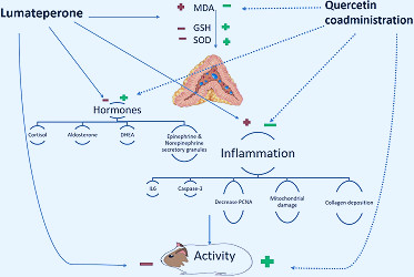 Frontiers | Atypical Antipsychotic Lumateperone Effects on the Adrenal  Gland With Possible Beneficial Effect of Quercetin Co-administration