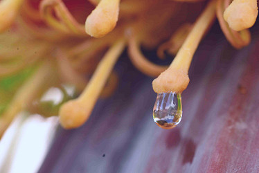 Banana Nectar | From My Backyard