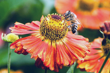 The science of nectar – University of Bristol Botanic Garden