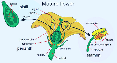 nectar and pollen | difference-between.com