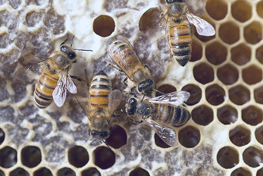 How Honeybees Turn Nectar Into Honey