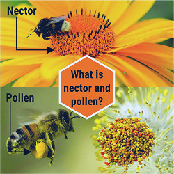 What are nectar and pollen? and Difference between them! – Navmi Foods