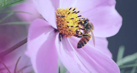 Flowers Can Hear Buzzing Bees—And it Makes Their Nectar Sweeter