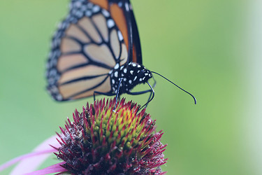 What is a Monarch's Favorite Nectar Plant? Scientists are Seeking Your  Observations | Xerces Society