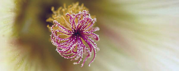 Why Do Plants Produce Nectar? | Wisconsin Pollinators