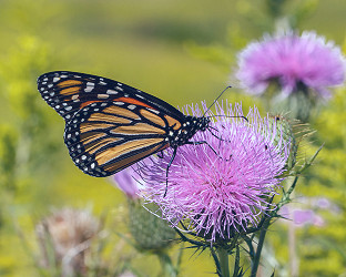 What is a Monarch's Favorite Nectar Plant? Scientists are Seeking Your  Observations | Xerces Society