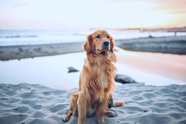The Ultimate Guide For a Pet-Friendly Holiday in Florida | CuddlyNest  Travel Blog