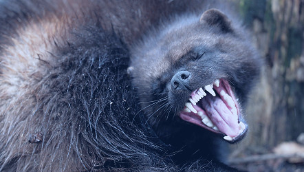 Why wolverines are so rare in the U.S., and what's being done about it