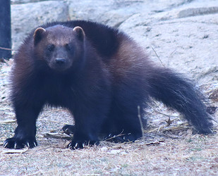 Wolverine heading back to Henson Robinson Zoo | WCIA.com