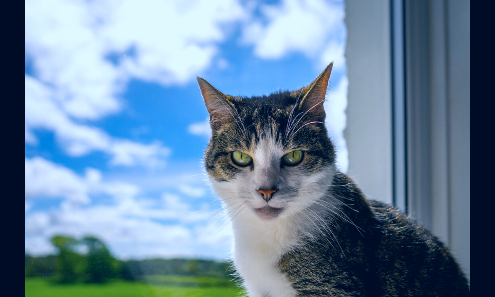 House Cat Eyes Royalty-Free Stock Photo