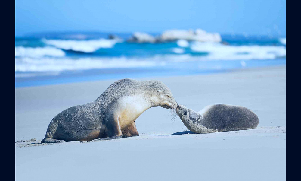 The Beauty of Kangaroo Island | Bunnik Tours