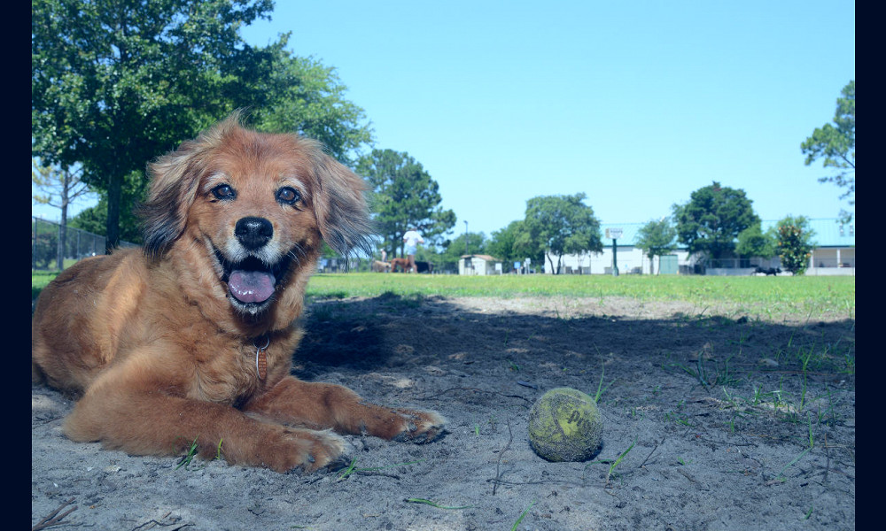 Dog-Friendly Places in Florida - Restaurants, Beaches & Parks