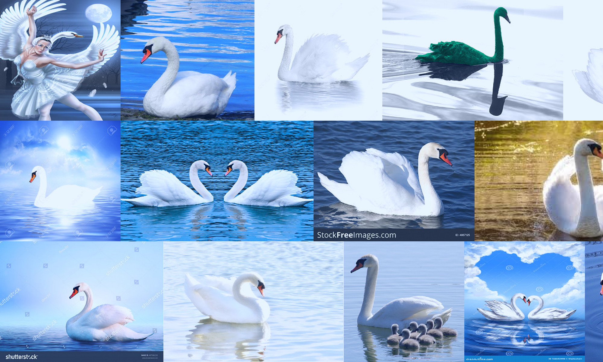 white swan