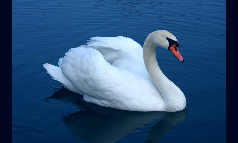 Mute swan - Wikipedia