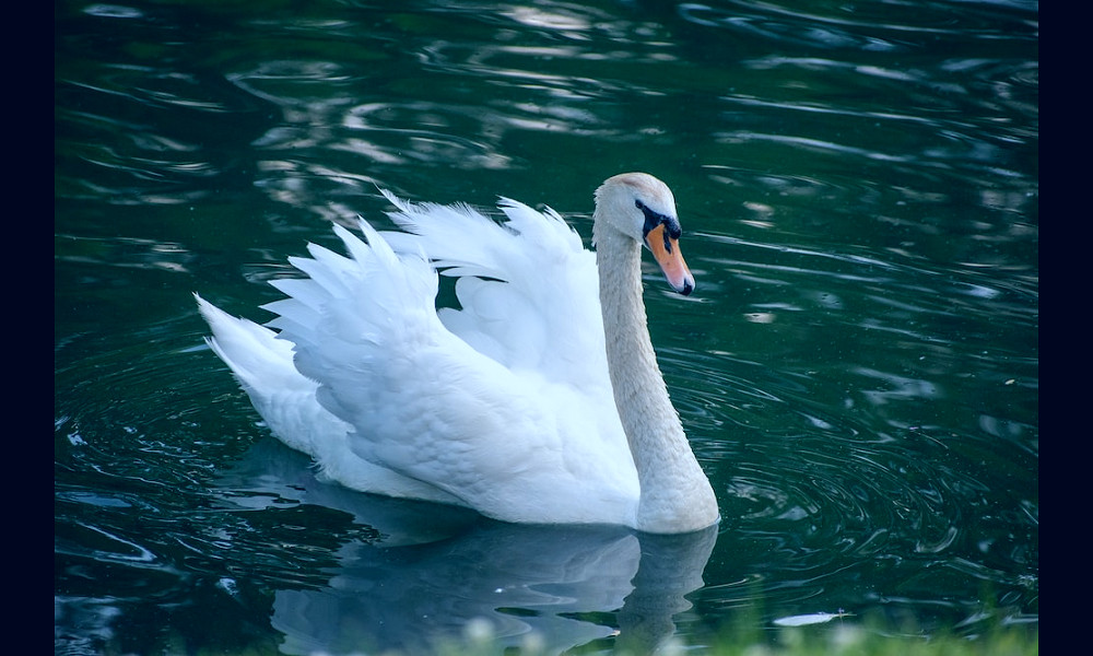 White Swan Pictures | Download Free Images on Unsplash