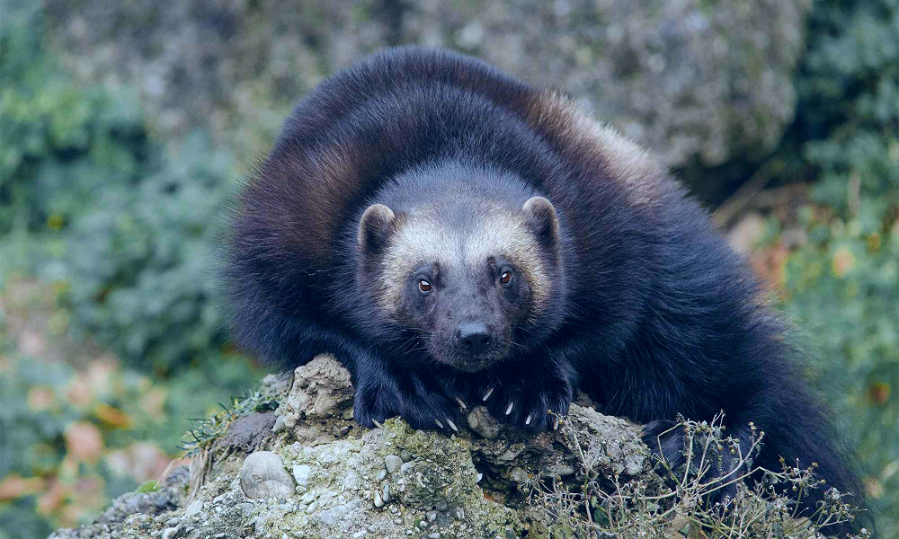 Wolverine | Defenders of Wildlife