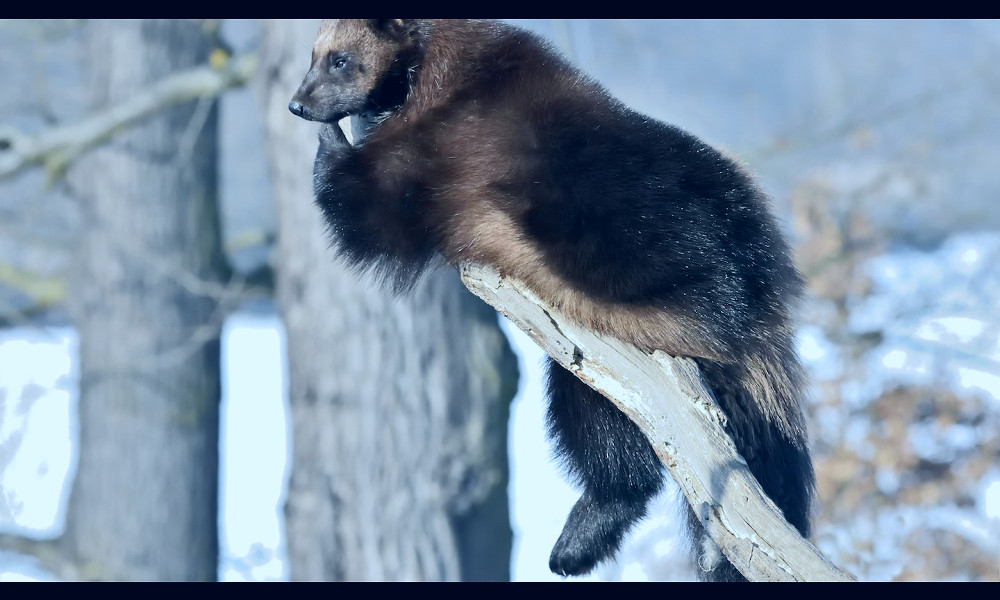 Wolverine caught on camera in Yellowstone for the first time - Lonely Planet